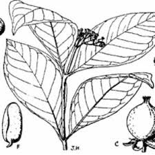Image result for "Psorospermum cuneifolium"