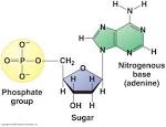 What is Three Parts of <b>Nucleotide</b> ? | DNA and RNA