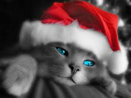 Random Holiday Cats Images?q=tbn:ANd9GcRadXWXJbfSUvRhhRpetXFBnuiEP3tb2gxElANN76_VSxkEm-s&t=1&usg=__JaGIJHH_RoInvCTDMFctYNngVM8=