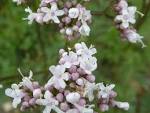 (<b>Valerianaceae</b>) flowers.