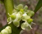 <b>Ilex paraguariensis</b> (Aquifoliaceae) image 5980 at PlantSystematics.