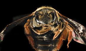 Image result for Andrena hippotes