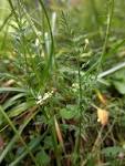 Apiaceae <b>Carum</b> carvi