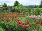 Maintaining Your Rose Garden