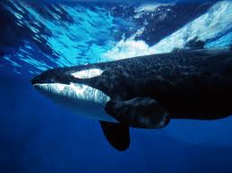  Представитель усатых китов,Гренландский кит