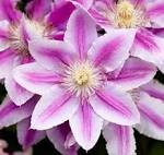 File:Pink Clematis.jpg - Wikimedia Commons