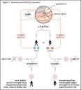<b>Kallmann syndrome</b> - Wikipedia