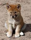 Dingos are to dogs as sand