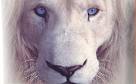WHITE LIONs | Save the WHITE LIONs