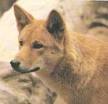 Dingos are about 50