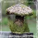 Wild Mushroom Decor Supplies DIY Wedding by sparkleandposy