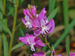 File:<b>Polygalaceae</b> - Polygala