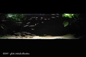 Image result for Geophagus sp Trombetas