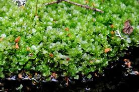 Image result for Pseudobryum