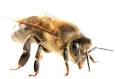 abeille pronunciation