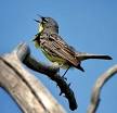 Bird songs lend therapeutic powers to hospital patients | Birdy Sites