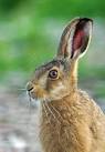 hare pronunciation
