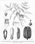 <b>Meliaceae</b> Swietenia mahagoni