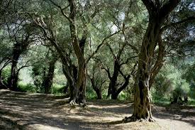 Olivenbäume auf Korfu von Margarete Und Roland Mende