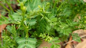 Image result for Acacia tomentosa