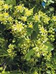 tree (<b>Quillaja</b> saponaria)