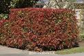 <b>Photinia</b> x fraseri