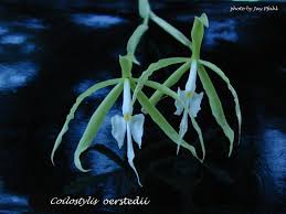 Image result for Epidendrum oerstedii