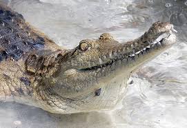 4\u0026quot; Augen Krokodil - Bild \u0026amp; Foto von Frank Brasch aus Tierdetails ...