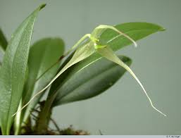 Image result for Bulbophyllum aechmophorum