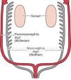 <b>Mullerian Ducts</b>
