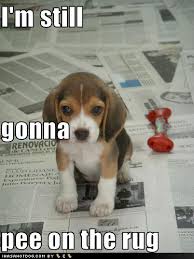 cute pictures of puppies with cute pictures of puppies with