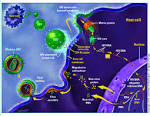Lifecycle of <b>HIV</b> virus