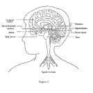 <b>REM sleep</b> begins with signals