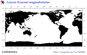 Image result for Leucon magnadentatus