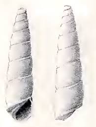 Image result for "Acliceratia carinata"