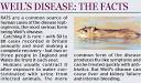 <b>weil's disease</b>