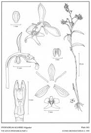 Image result for "Epidendrum aguirrei"