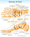 In addition, the <b>foot</b>
