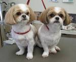 Magic's Pet Salon - Before/After Shots