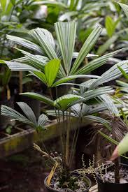 Image result for "Licuala triphylla"
