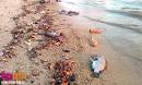 The Lazy Lizard's Tales: So many dead fish washed ashore near The ...