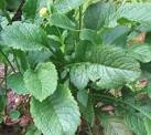 Taxon: <b>Valerianaceae</b>