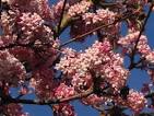 Duftschneeball - Viburnum farreri - Baumschule Horstmann