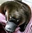 Nation & World | Bizarre DNA of PLATYPUS tells a story about us ...