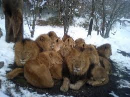 Lavovi / Lions pictures Images?q=tbn:ANd9GcRrOiBnHSaMgmS0vCP6ktCl2n4m87RmjeK_VfG-DBxMI2YXHq2I