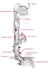<b>Hematemesis</b>: The medical term