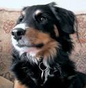 Dusty Is A Vicious Border Collie Mix