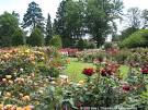 Rose Garden for Today's Flowers | Sara's Fave Photo Blog