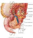 <b>Celiac Plexus</b>