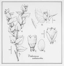 Image result for "Didonica subsessilis"